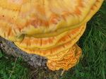 28114 Big Yellow Mushrooms on Tree - Sulfur Shelf (Laetiporus sulphureus).jpg
